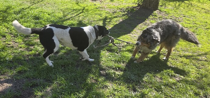Kalle und Marley