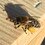 Beeman