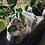 CocoTheCat