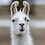 Languid_Llama