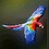 Madame_Butterfly